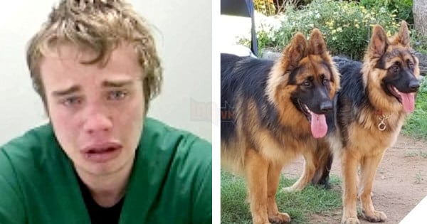 Trộm đòi kiện chủ nhà vì bị chó Bẹc giê hấp diêm khi bị mắc kẹt ngay lỗ chó trong nhà