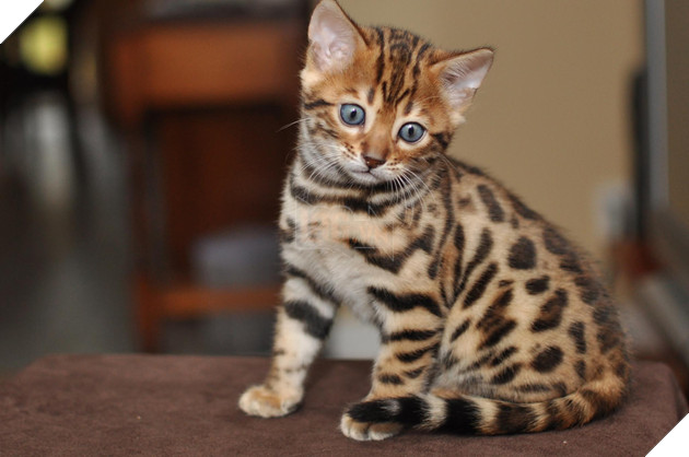 Top 20 thú nuôi đắt đỏ nhất trên thế giới P1  5