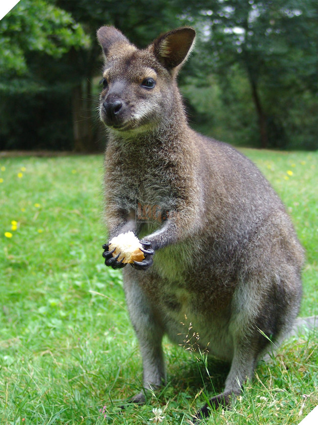 Top 20 thú nuôi đắt đỏ nhất trên thế giới P1  4