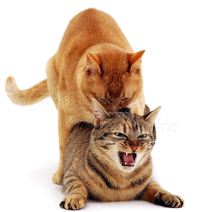 Bí mật thú vị đằng sau chuyện giao phối của loài mèo