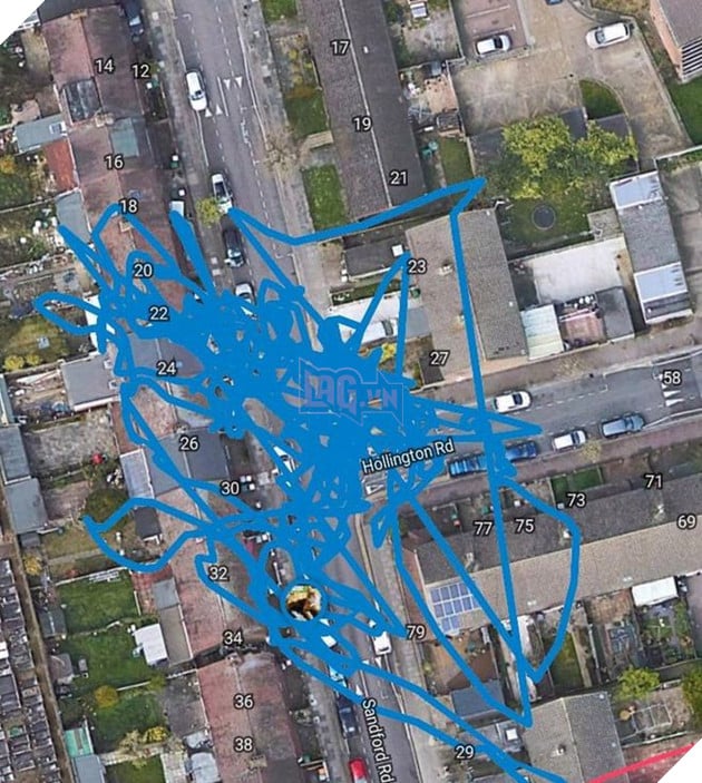 Chán đời khi mèo bị chuột trộm mất thiết bị định vị làm chủ phải tức tốc đi tìm lại mèo 2