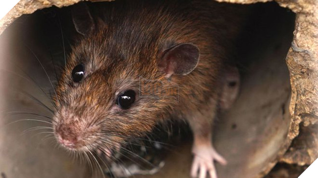 Chán đời khi mèo bị chuột trộm mất thiết bị định vị làm chủ phải tức tốc đi tìm lại mèo 3