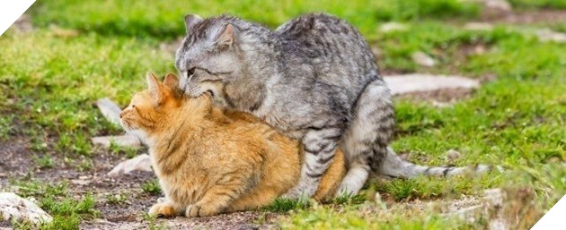 Bí mật thú vị đằng sau chuyện giao phối của loài mèo 2