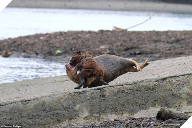 Cái chết của chú hải cẩu 9 tháng tuổi khiến nước Anh thương tiếc: Bị chó dữ nhà giàu tấn công dữ dội tạo nên cảnh hiện trường đẫm máu - Ảnh 1.