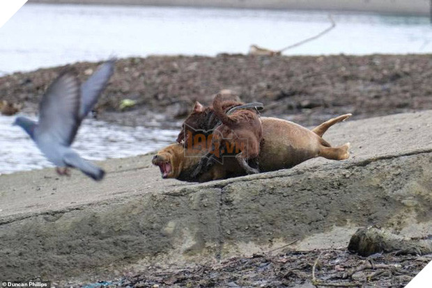 Cái chết của chú hải cẩu 9 tháng tuổi khiến nước Anh thương tiếc: Bị chó dữ nhà giàu tấn công dữ dội tạo nên cảnh hiện trường đẫm máu - Ảnh 2.