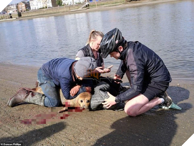 Cái chết của chú hải cẩu 9 tháng tuổi khiến nước Anh thương tiếc: Bị chó dữ nhà giàu tấn công dữ dội tạo nên cảnh hiện trường đẫm máu - Ảnh 4.