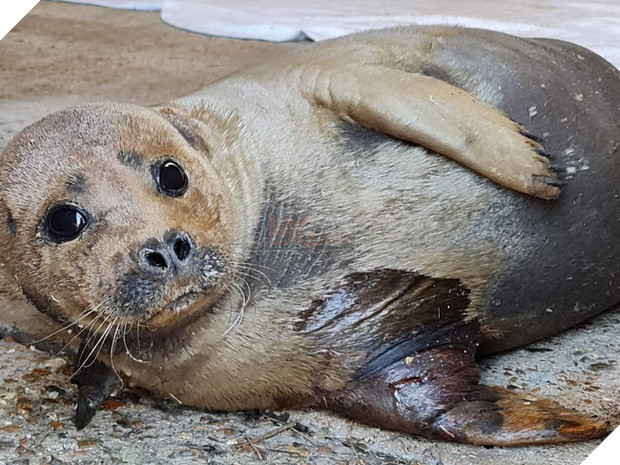 Cái chết của chú hải cẩu 9 tháng tuổi khiến nước Anh thương tiếc: Bị chó dữ nhà giàu tấn công dữ dội tạo nên cảnh hiện trường đẫm máu - Ảnh 5.