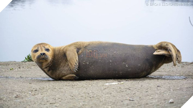 Cái chết của chú hải cẩu 9 tháng tuổi khiến nước Anh thương tiếc: Bị chó dữ nhà giàu tấn công dữ dội tạo nên cảnh hiện trường đẫm máu - Ảnh 8.