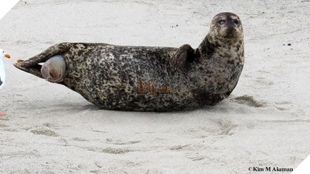 Hải Cẩu đang sinh liền được bà đẻ Hải Âu tận tình quan sát và theo dõi 