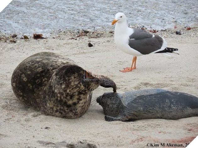 Hải Cẩu đang sinh liền được bà đẻ Hải Âu tận tình quan sát và theo dõi  7