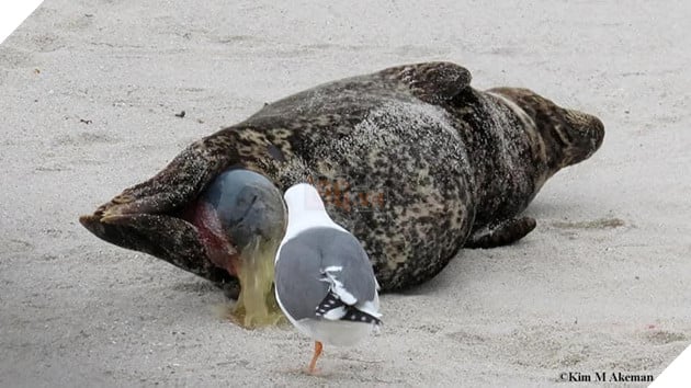 Hải Cẩu đang sinh liền được bà đẻ Hải Âu tận tình quan sát và theo dõi  2