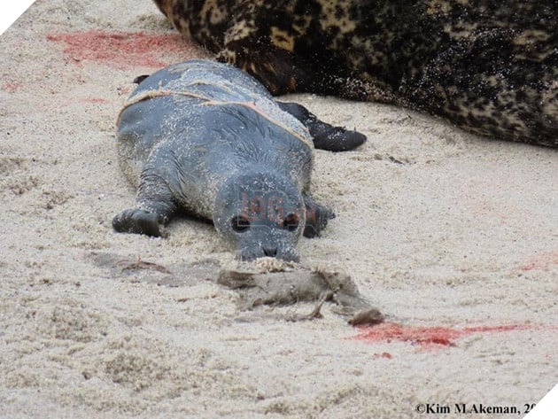 Hải Cẩu đang sinh liền được bà đẻ Hải Âu tận tình quan sát và theo dõi  6