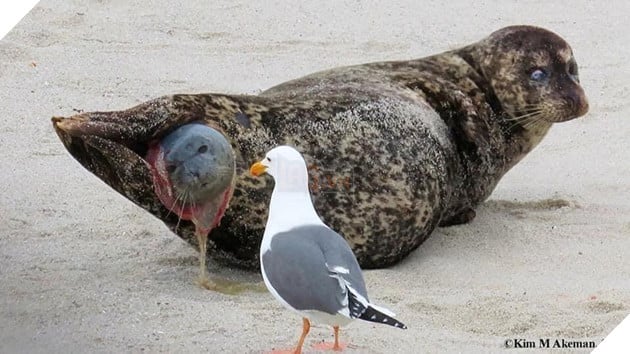 Hải Cẩu đang sinh liền được bà đẻ Hải Âu tận tình quan sát và theo dõi  3