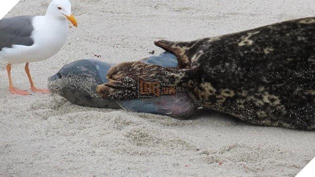 Hải Cẩu đang sinh liền được bà đẻ Hải Âu tận tình quan sát và theo dõi  4