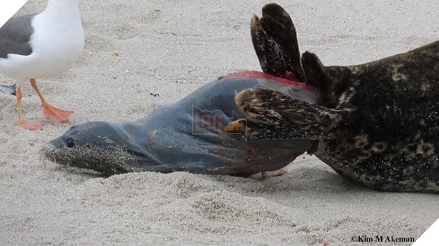 Hải Cẩu đang sinh liền được bà đẻ Hải Âu tận tình quan sát và theo dõi  5