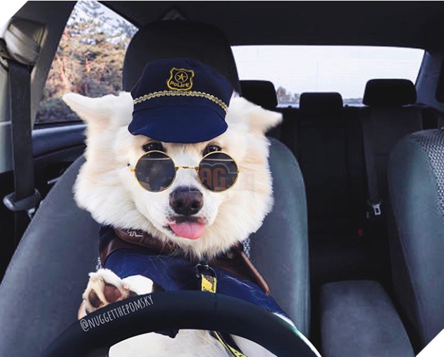 Tổng hợp 15 hình ảnh cực dễ thương của các chú cún đang trong giờ làm việc giúp bạn thư giản cả ngày 2