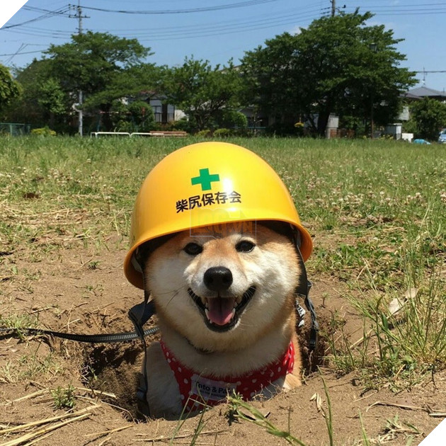 Tổng hợp 15 hình ảnh cực dễ thương của các chú cún đang trong giờ làm việc giúp bạn thư giản cả ngày