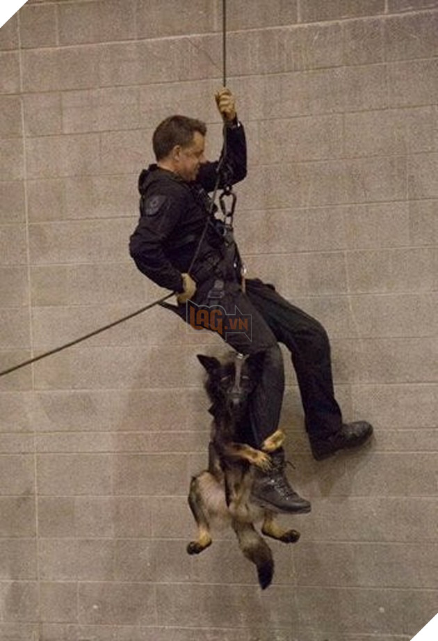 Tổng hợp 15 hình ảnh cực dễ thương của các chú cún đang trong giờ làm việc giúp bạn thư giản cả ngày 11