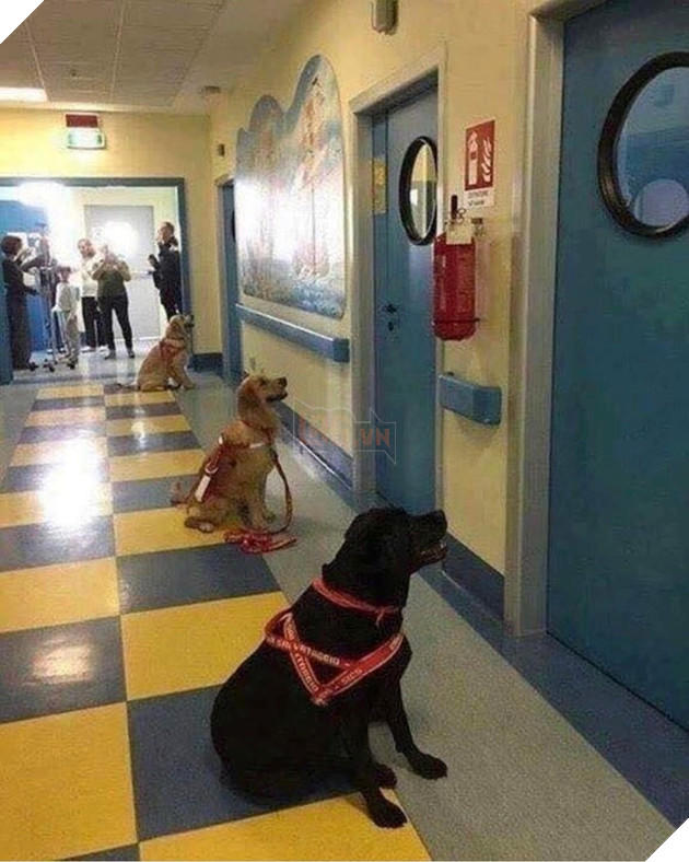 Tổng hợp 15 hình ảnh cực dễ thương của các chú cún đang trong giờ làm việc giúp bạn thư giản cả ngày 12