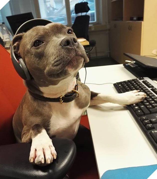 Tổng hợp 15 hình ảnh cực dễ thương của các chú cún đang trong giờ làm việc giúp bạn thư giản cả ngày 13
