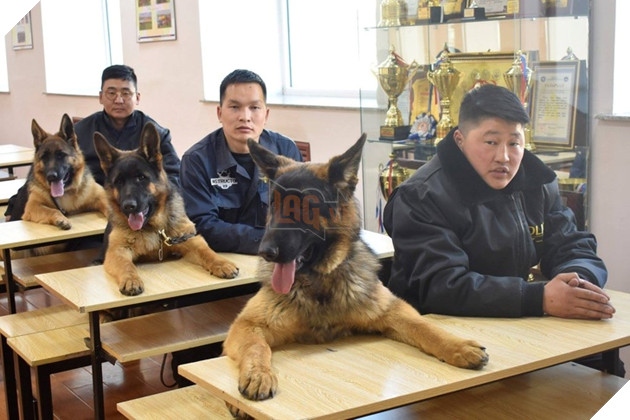 Tổng hợp 15 hình ảnh cực dễ thương của các chú cún đang trong giờ làm việc giúp bạn thư giản cả ngày 14