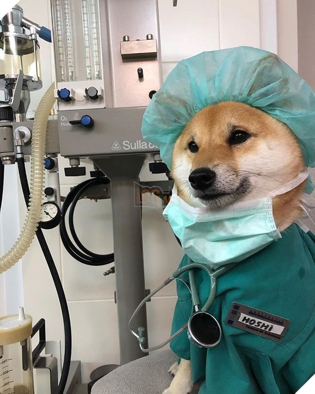 Tổng hợp 15 hình ảnh cực dễ thương của các chú cún đang trong giờ làm việc giúp bạn thư giản cả ngày 4