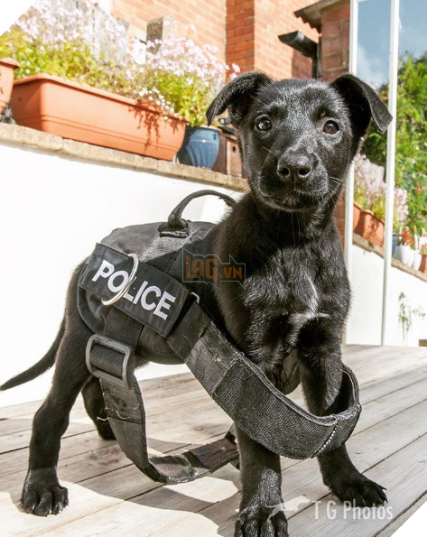 Tổng hợp 15 hình ảnh cực dễ thương của các chú cún đang trong giờ làm việc giúp bạn thư giản cả ngày 15