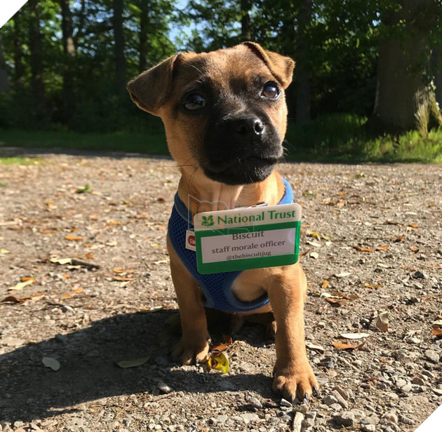 Tổng hợp 15 hình ảnh cực dễ thương của các chú cún đang trong giờ làm việc giúp bạn thư giản cả ngày 5