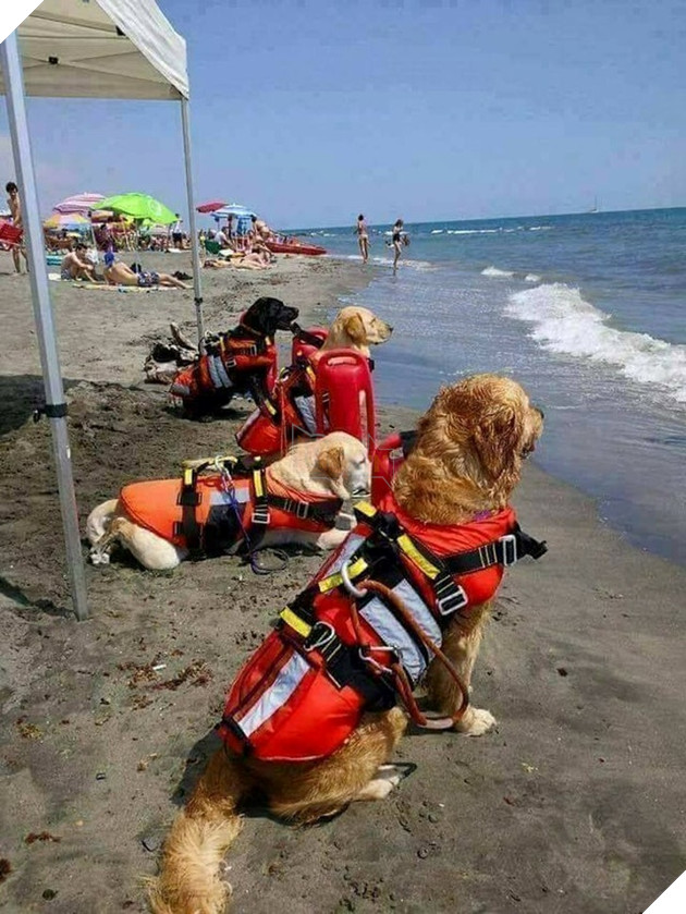 Tổng hợp 15 hình ảnh cực dễ thương của các chú cún đang trong giờ làm việc giúp bạn thư giản cả ngày 6