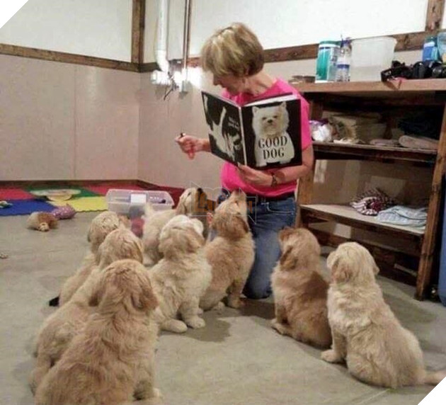 Tổng hợp 15 hình ảnh cực dễ thương của các chú cún đang trong giờ làm việc giúp bạn thư giản cả ngày 8