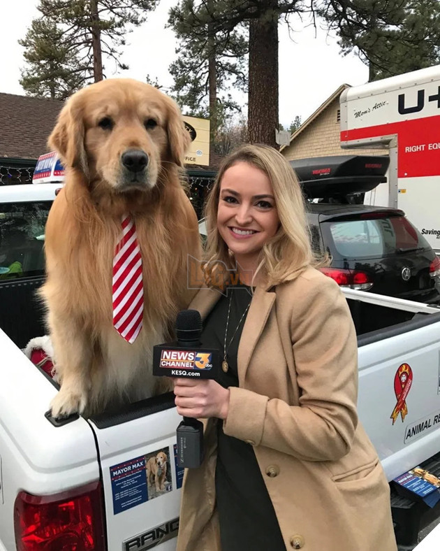 Tổng hợp 15 hình ảnh cực dễ thương của các chú cún đang trong giờ làm việc giúp bạn thư giản cả ngày 9