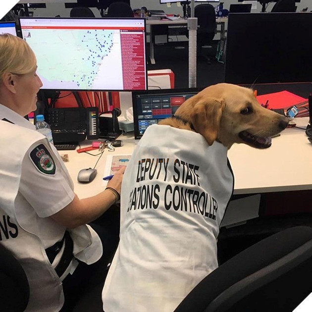 Tổng hợp 15 hình ảnh cực dễ thương của các chú cún đang trong giờ làm việc giúp bạn thư giản cả ngày 10