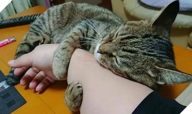 Tổng hợp hình ảnh hoàng thượng đầy tình yêu thương giúp bạn có 1 ngày vui vẻ sảng khoái 10