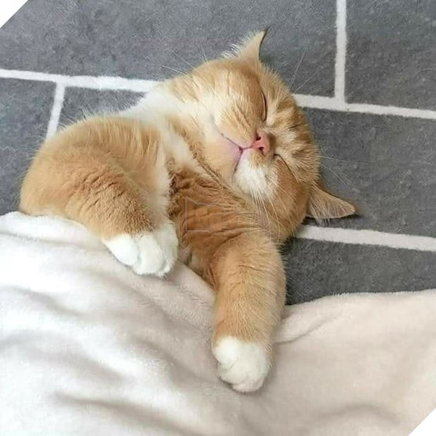 Tổng hợp hình ảnh hoàng thượng đầy tình yêu thương giúp bạn có 1 ngày vui vẻ sảng khoái 11