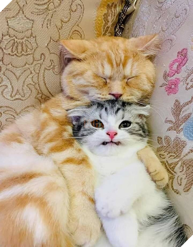 Tổng hợp hình ảnh hoàng thượng đầy tình yêu thương giúp bạn có 1 ngày vui vẻ sảng khoái 12