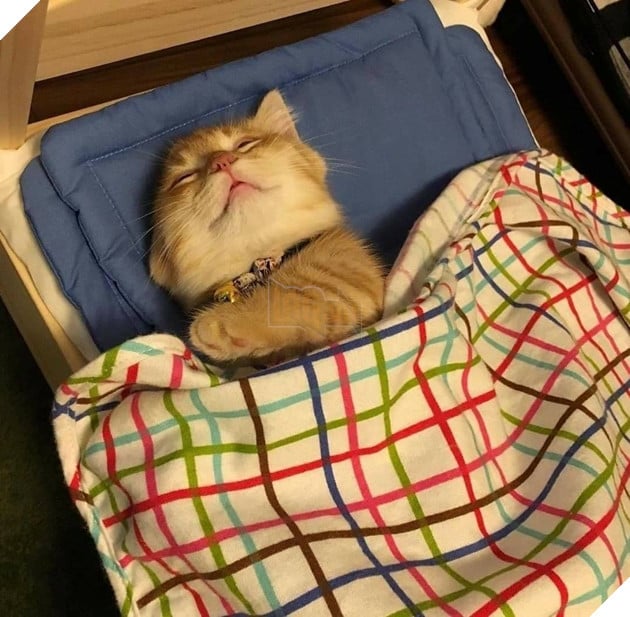 Tổng hợp hình ảnh hoàng thượng đầy tình yêu thương giúp bạn có 1 ngày vui vẻ sảng khoái 14