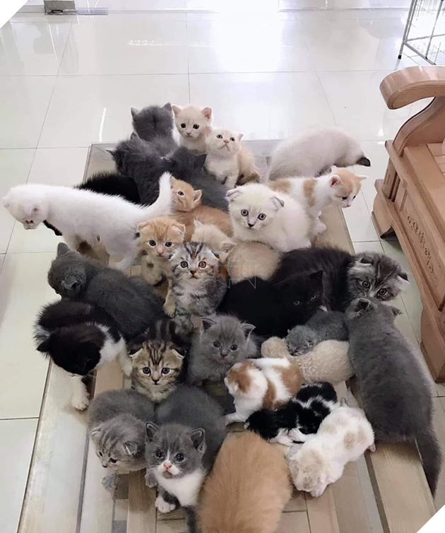 Tổng hợp hình ảnh hoàng thượng đầy tình yêu thương giúp bạn có 1 ngày vui vẻ sảng khoái 17