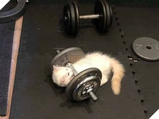 Tổng hợp hình ảnh hoàng thượng đầy tình yêu thương giúp bạn có 1 ngày vui vẻ sảng khoái