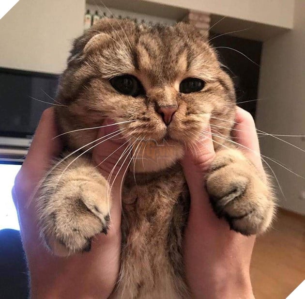 Tổng hợp hình ảnh hoàng thượng đầy tình yêu thương giúp bạn có 1 ngày vui vẻ sảng khoái 18