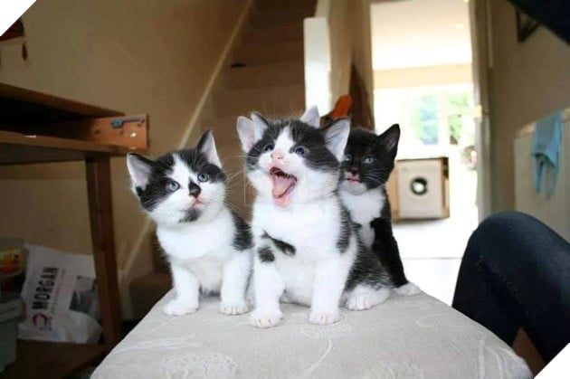 Tổng hợp hình ảnh hoàng thượng đầy tình yêu thương giúp bạn có 1 ngày vui vẻ sảng khoái 19