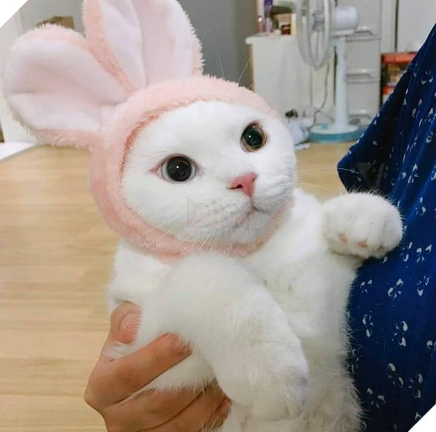 Tổng hợp hình ảnh hoàng thượng đầy tình yêu thương giúp bạn có 1 ngày vui vẻ sảng khoái 20