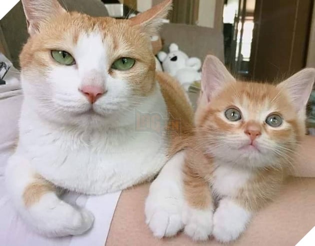 Tổng hợp hình ảnh hoàng thượng đầy tình yêu thương giúp bạn có 1 ngày vui vẻ sảng khoái 21