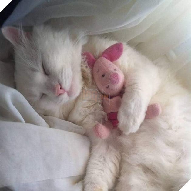 Tổng hợp hình ảnh hoàng thượng đầy tình yêu thương giúp bạn có 1 ngày vui vẻ sảng khoái 3