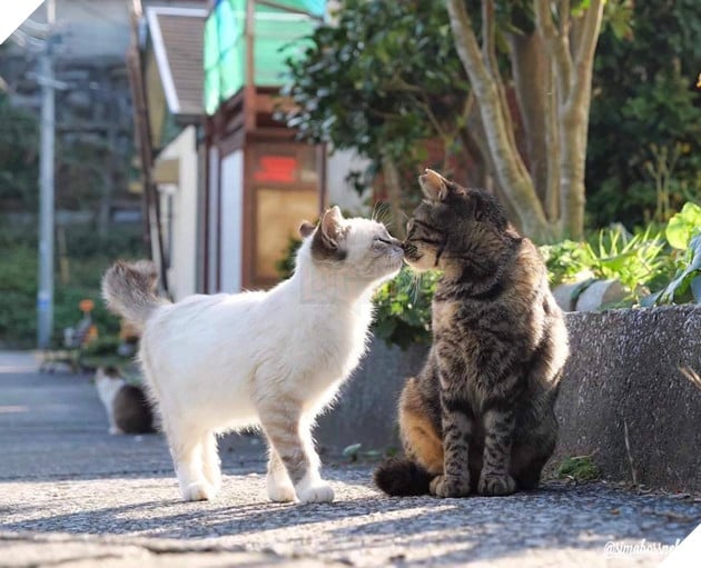 Tổng hợp hình ảnh hoàng thượng đầy tình yêu thương giúp bạn có 1 ngày vui vẻ sảng khoái 4