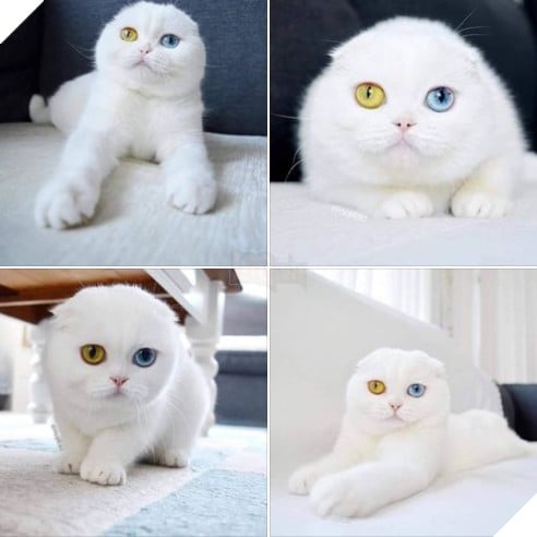 Tổng hợp hình ảnh hoàng thượng đầy tình yêu thương giúp bạn có 1 ngày vui vẻ sảng khoái 5