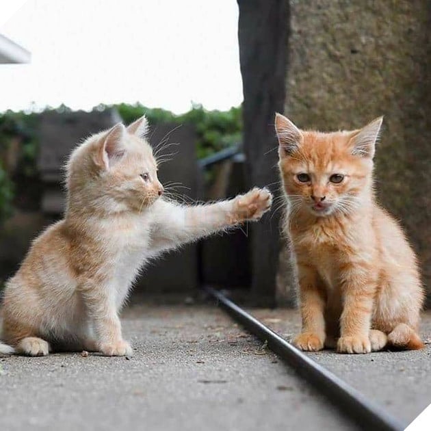 Tổng hợp hình ảnh hoàng thượng đầy tình yêu thương giúp bạn có 1 ngày vui vẻ sảng khoái 6