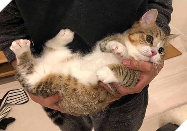 Tổng hợp hình ảnh hoàng thượng đầy tình yêu thương giúp bạn có 1 ngày vui vẻ sảng khoái 7