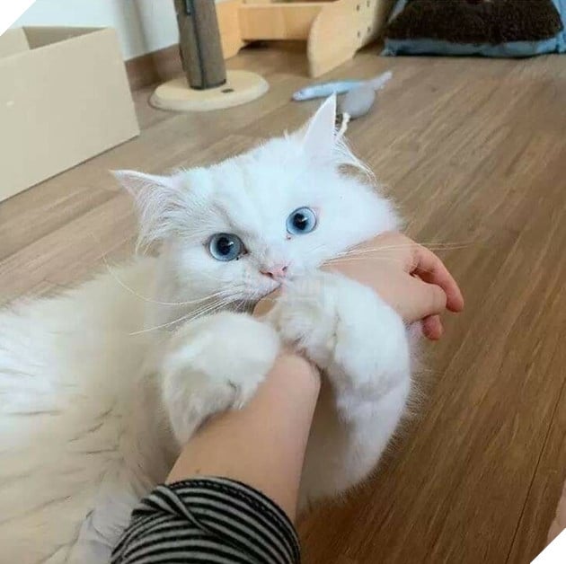 Tổng hợp hình ảnh hoàng thượng đầy tình yêu thương giúp bạn có 1 ngày vui vẻ sảng khoái 8