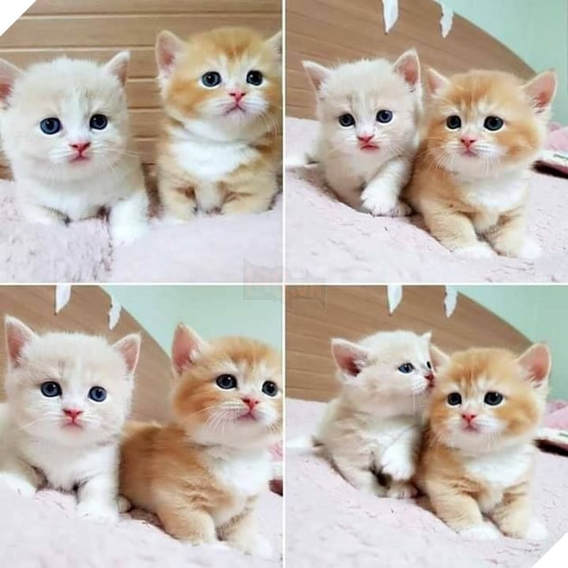 Tổng hợp hình ảnh hoàng thượng đầy tình yêu thương giúp bạn có 1 ngày vui vẻ sảng khoái 9