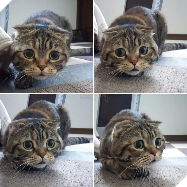 21 con mèo tinh nghịch quậy hết chỗ nói khiến cho con sen phải bật cười thích thú